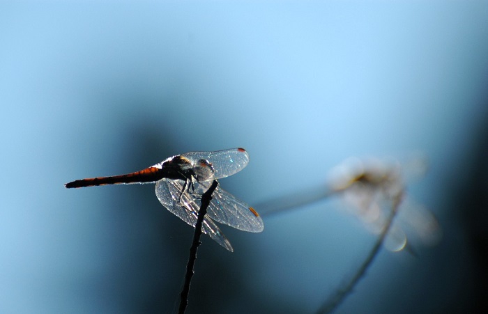 この頃はまだ、夏から秋への日差しの中で、数多くのトンボの姿が毎朝見られました（２０２５年９月１日）。