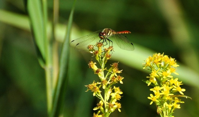 ミヤマアキノキリンソウに止まるトンボの姿です（２０２５年９月１日）。