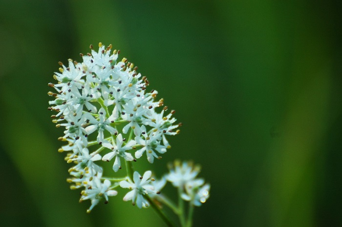よく見ると本当に美しいイワショウブの姿です（２０２５年９月１日）。