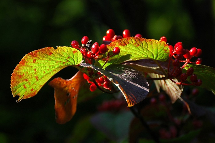 オオカメノキの葉の紅葉もまた、秋の味わいが感じられる秋の自然の姿です（２０２５年９月１日）。