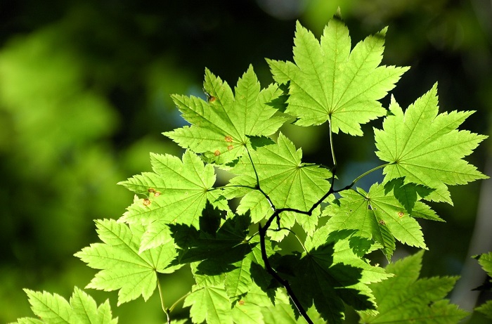 真っ青なモミジの姿。赤や黄色の紅葉のモミジへと移り変わってゆく季節はもうすぐです（２０２５年９月１日）。