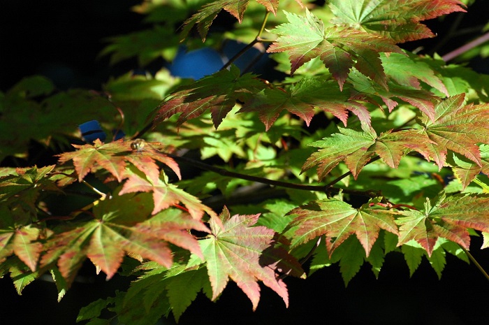早いモミジはこの頃でも秋の色合いへと移り変わってゆく姿が見られます（２０２５年９月１日）。