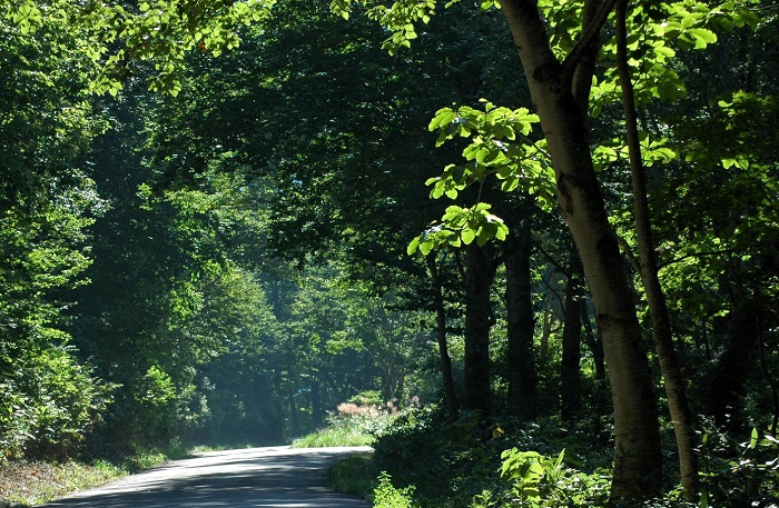 ９月初旬の「尾瀬ブナ平」。１０月中旬頃には鮮やかな紅葉の姿が見られることを期待したいと思います（２０２５年９月１日）。