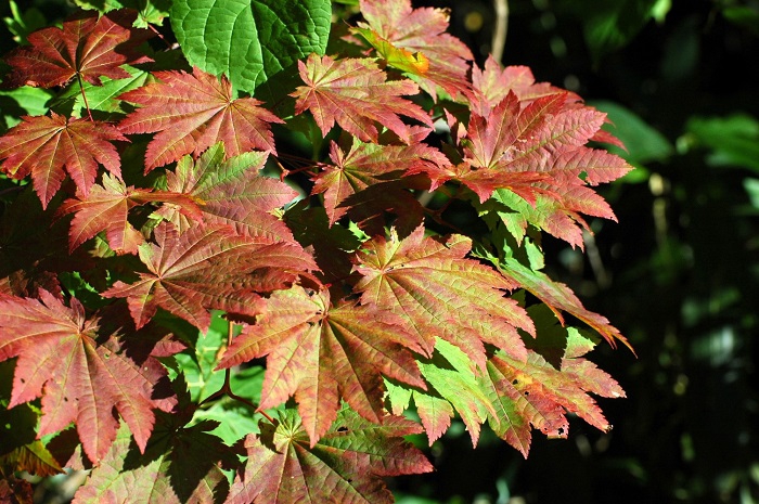 これから気温がぐっと下がってゆくに従い、赤や黄色の紅葉の姿が日ごとに見られてゆく光景は、９月初旬から中旬の秋の自然の姿です（２０２５年９月１日）。