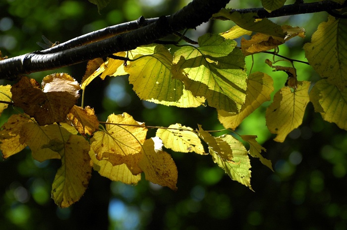 サワグルミと同じように、毎年、早い時期に紅葉の葉の姿を魅せてくれるのが、「ダケカンバ」という樹木です（２０２５年９月６日）。

