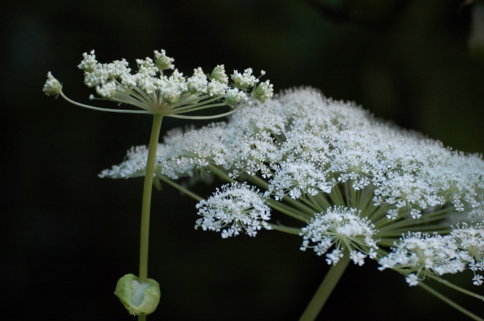 オオバセンキュウの姿は、場所によっては、とても神秘的に見えるものです（２０２５年９月６日）。