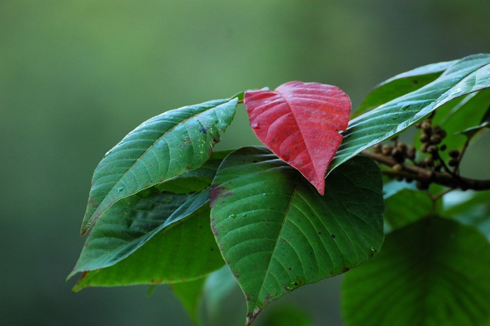艶のある漆の紅葉の光景からは、今年の紅葉の当たり年を予感させるものがありました（２０２５年９月１２日）。