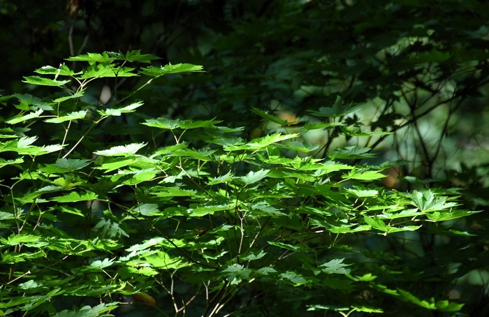 真っ青なモミジの光景も、今年は今回のブログが最後かもしれません（２０２５年９月１２日）。