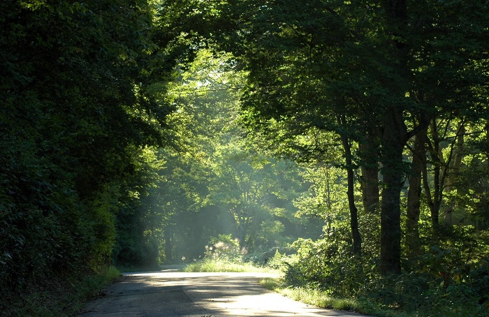 朝日を浴びる、尾瀬ブナ平の青々とした光景です。御池古道の四季の散策はブナの原生林に触れ合える、素晴らしいハイキングコースです（２０２５年９月１２日）。
