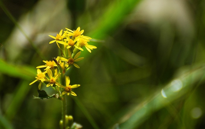 ミヤマアキノキリンソウの姿をもっと多く見たかった今年の９月でした（２０２５年９月１２日）。