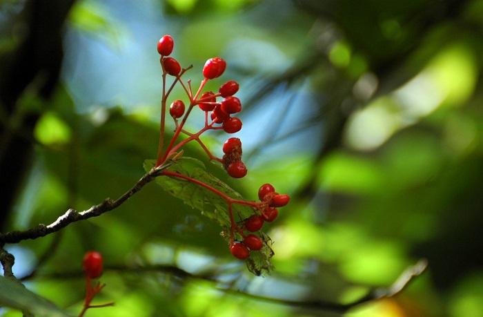 ほぼ終わりを迎えつつあった、オオカメノキの秋の赤い実の光景です（２０２５年９月１２日）。