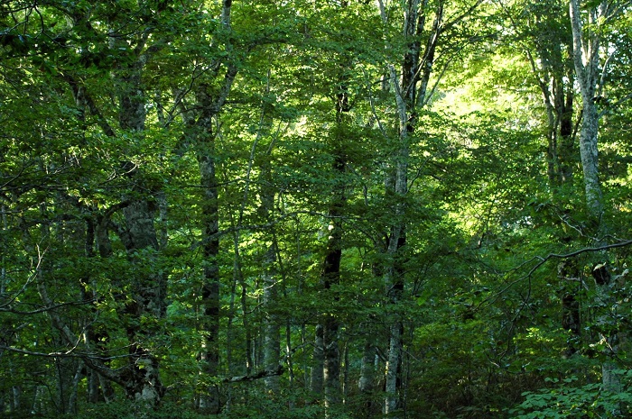 太陽の光と、ブナの原生林。想像もつかないような美しい四季の自然の姿がそこにあります（２０２５年９月１２日）。