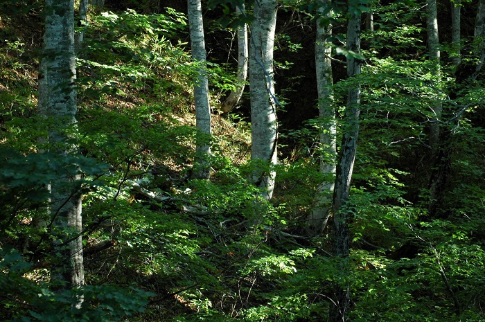 小沢平ブナ樹海ラインのブナの原生林の様子です（２０２５年９月１２日）。