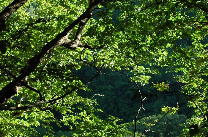真っ青な青々とした原生林。小沢平ブナ樹海ラインの原生林の光景です（２０２５年９月１２日）。