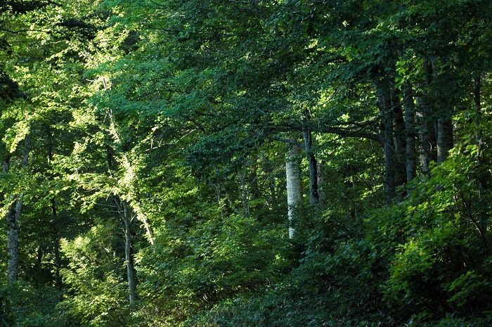 約一か月後の、１０月１０日過ぎには、紅葉の最盛期に近づいているはずです（尾瀬ブナ平・２０２５年９月１２日）。