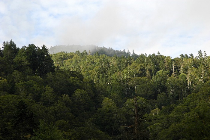会津駒ケ岳の大津岐越えの歴史も凄いですが、かつて小沢平で生活していた人々が、秋の味覚である、蕎麦を背負いながら超えた大杉岳の物語にも、感動の歴史があります（２０２５年９月１５日）。