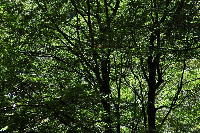 鮮やかな緑の輝きを見せていたブナの原生林。小沢平ブナ樹海ラインでは美しいブナの原生林の輝きをよく見ます（２０２５年９月１５日）。