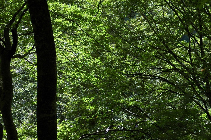 ブナの原生林の太陽光での輝く姿は、本当に綺麗です（２０２５年９月１５日）。