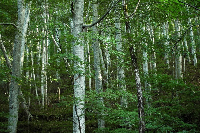 白樺ではありません。ブナの原生林内の様子です（２０２５年９月１６日）。