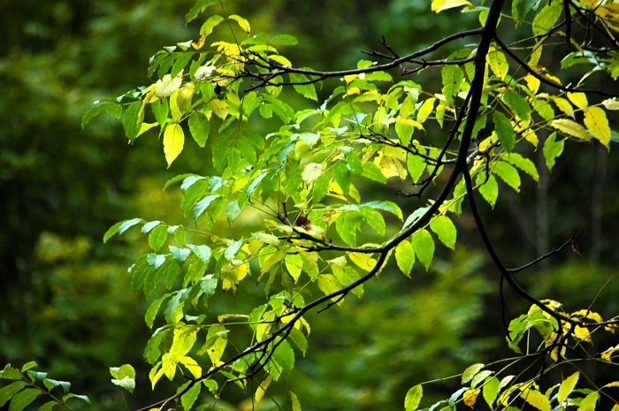 ようやく紅葉の姿を目にし始めたのがこの頃でした（２０２５年９月２０日）。