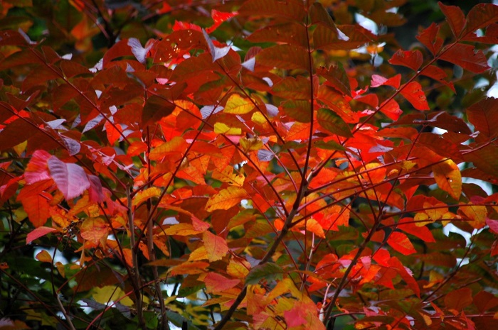 山漆の紅葉が鮮やかに見られ始めた頃でした（２０２５年９月２０日）。
