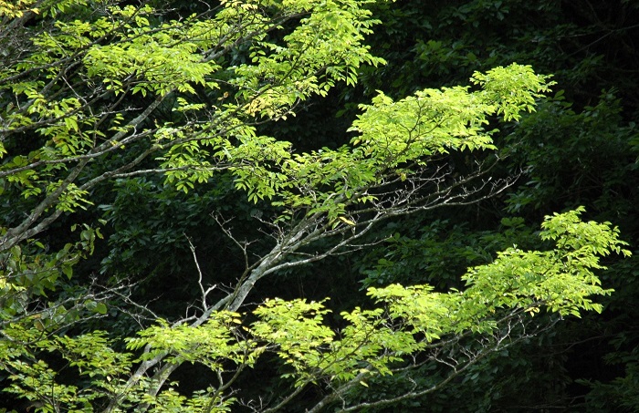 キハダの紅葉は早くから始まり、鮮やかな黄色の紅葉に染まります（２０２５年９月２０日）。