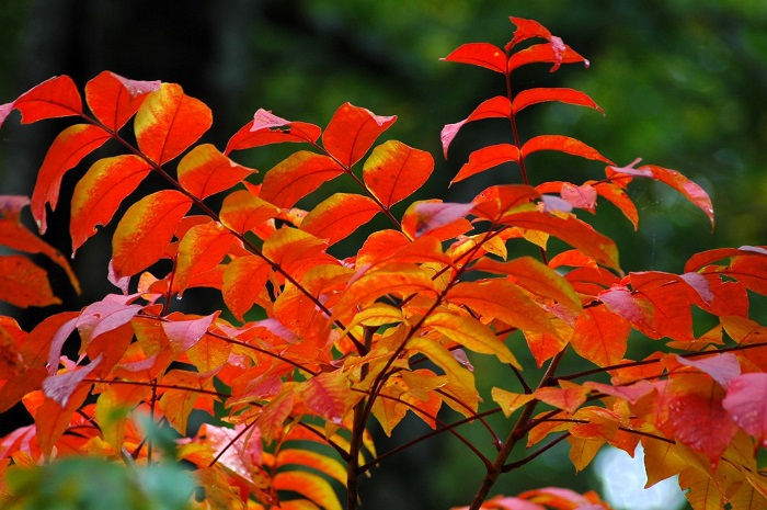有名な会津漆器(会津塗）の原料でもある漆ですが、紅葉の姿は、本当に綺麗です（２０２５年１０月１日）。