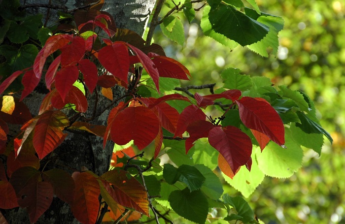 雨の少ない夏でしたが、ツタウルシの輝きからは本当に紅葉の美しさが見られました（２０２５年１０月３日）。