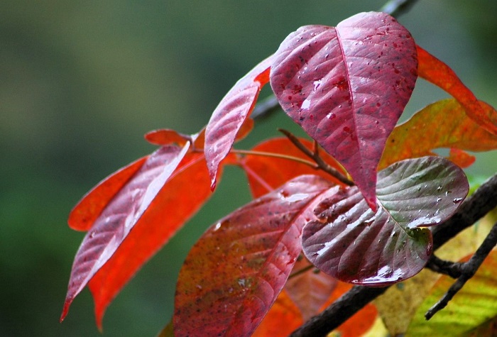 ツタウルシの紅葉が早くから見られ始めた頃でしたが、近年にないくらいの紅葉の美しさが見られた今年のツタウルシです（２０２５年１０月１日）。