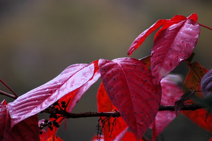 近づいたり触ったりすると、かぶれる人もある漆です（２０２５年１０月１日）。