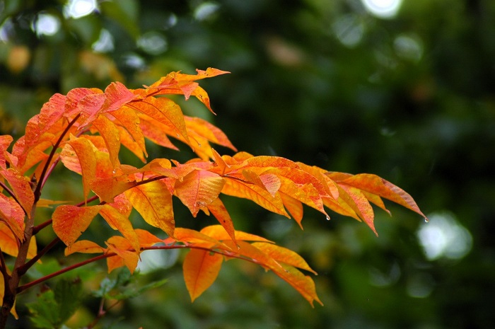 オレンジ色の漆も見事です（２０２５年１０月１日）。