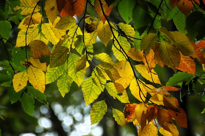 今年は、ブナの木の葉の紅葉が、艶もあり綺麗な秋です（２０２５年１０月８日）。