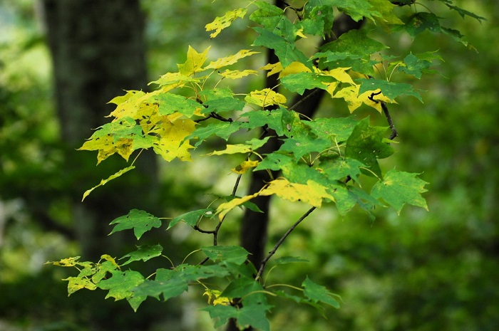 カエデの紅葉が、ようやく見られ始めた頃でした（２０２５年１０月８日）。