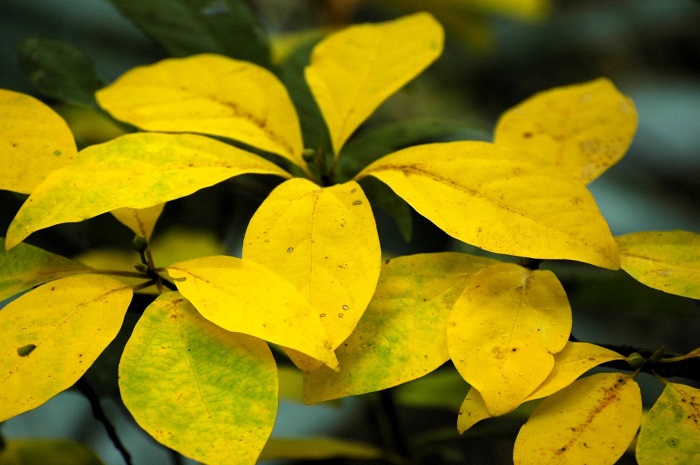 クロモジの紅葉があちこちで見られ始め、これからの紅葉の色合いが楽しみな頃でした（２０２５年１０月８日）。