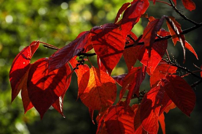 真っ赤な紅葉の色合いに染まるツタウルシ。この後、約１０日ほどで、葉は落葉しておりました（２０２５年１０月３日）。
