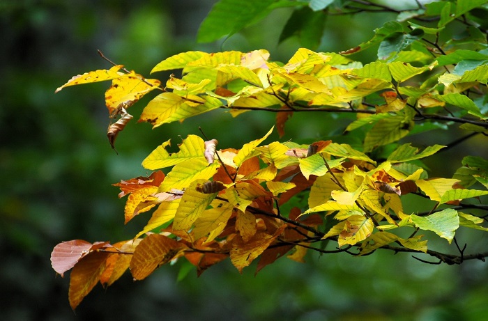 ブナの木の茶色の紅葉も黄色の紅葉も、鮮やかな紅葉の色合いであり、原生林内で見ると、素晴らしい秋色の光景です（２０２５年１０月８日）。