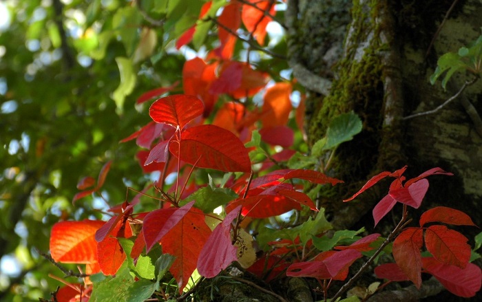 美しく鮮やかな紅葉に染まる期間は、驚くほど短いものです（２０２５年１０月３日）。