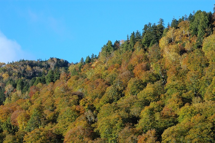 １０月半ばにして、ようやく燧ケ岳の落葉樹の紅葉の色合いがはっきり見られ始めました（２０２５年１０月１５日）。
