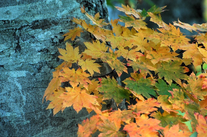 巨大なブナの木に寄り添うモミジの美しい光景です(2025年10月14日)。