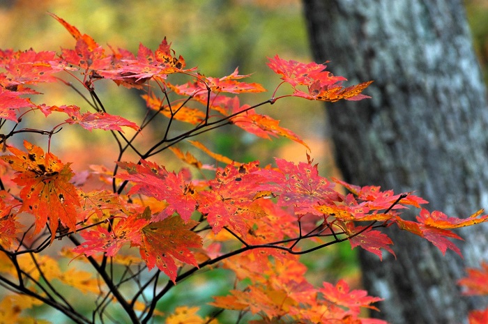 赤色のモミジがよく見られ始めて来た日々でした(2025年10月14日)。