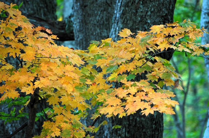 巨大な原生林の中に佇む黄色いモミジ。秋の美しい光景の始まりでした(2025年10月14日)。
