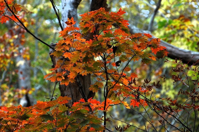 今年も、遅れてやってきた紅葉。一気に鮮やかさを増し始めた日々でした(2025年10月14日)。