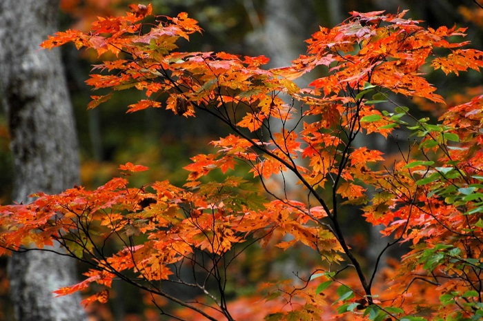 日々表情が大きく変わる、紅葉の季節。1日1日の気温差と季節の流れの速さを感じる季節でもあります(2025年10月14日)。