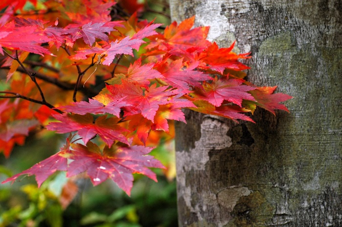 尊く、かけがえのないブナの木に寄り添う美しいモミジの姿は、秋の素晴らしさを物語る光景です(2025年10月14日)。
