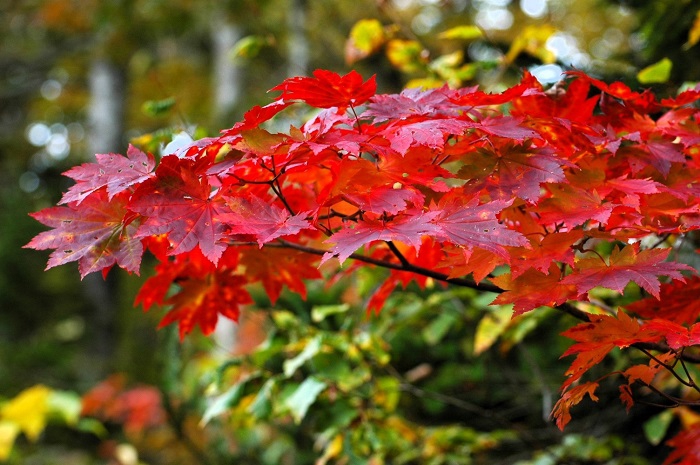 まだ緑の光景も残る中、モミジの秋の輝きが多く見られ始め、紅葉の季節到来を感じ始めた頃でした(2025年10月14日)。