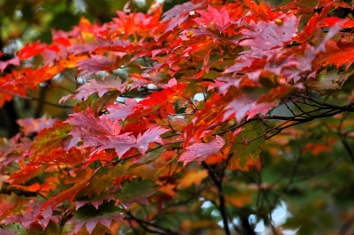 遅れてやってきた紅葉も、モミジの艶のある姿が見られ始め、この後の紅葉の輝きが本当に楽しみな頃でした(2025年10月14日)。