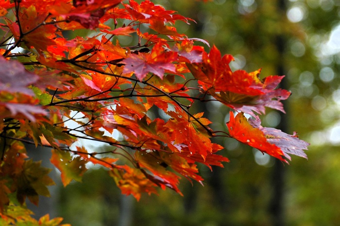 モミジの赤い輝きが美しさを一層見せ始めた頃でした(2025年10月14日)。