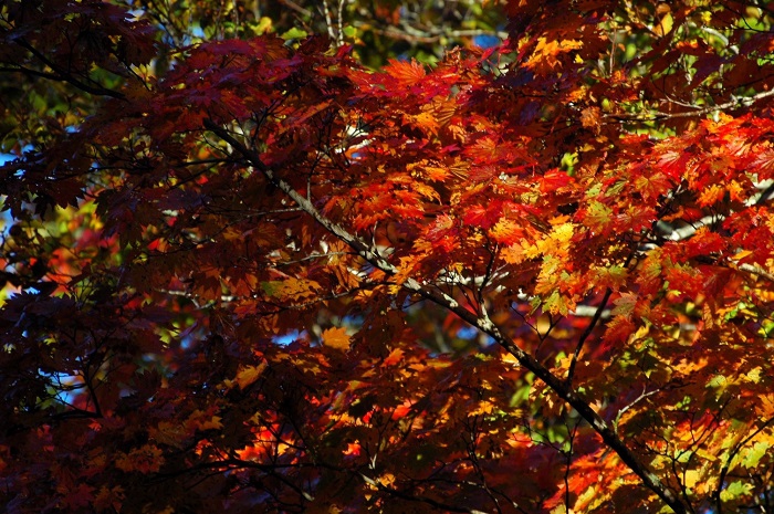 周りのブナの紅葉が始まりを迎え、モミジの紅葉も一段と美しさを増しているような光景があちこちで見られ始めた頃でした(2025年10月15日)。