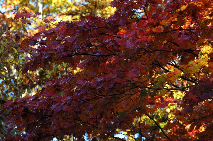 尾瀬ブナ平の紅葉ですが、紅葉の最盛期に近づきつつある光景があちこちで見られていた頃でした(2025年10月15日)。