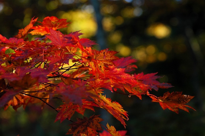 このような美しいモミジの姿は、至る所で見られ始め、本当に鮮やかな紅葉の姿に、秋の素晴らしさを感じた日々でした(2025年10月15日)。